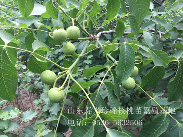 魯 林